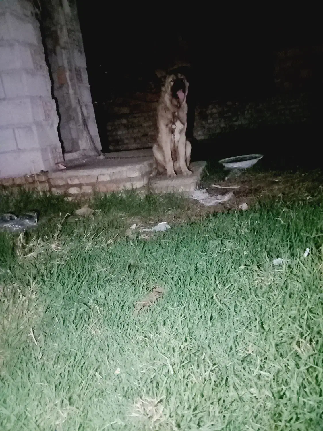 سگ پژدر ۵ ماهه|سگ|بندر ترکمن, |دیوار