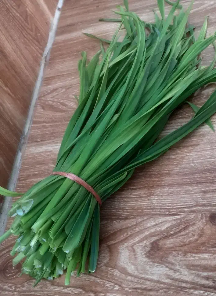برگ سیر|خوردنی و آشامیدنی|رشت, نیروی دریایی|دیوار