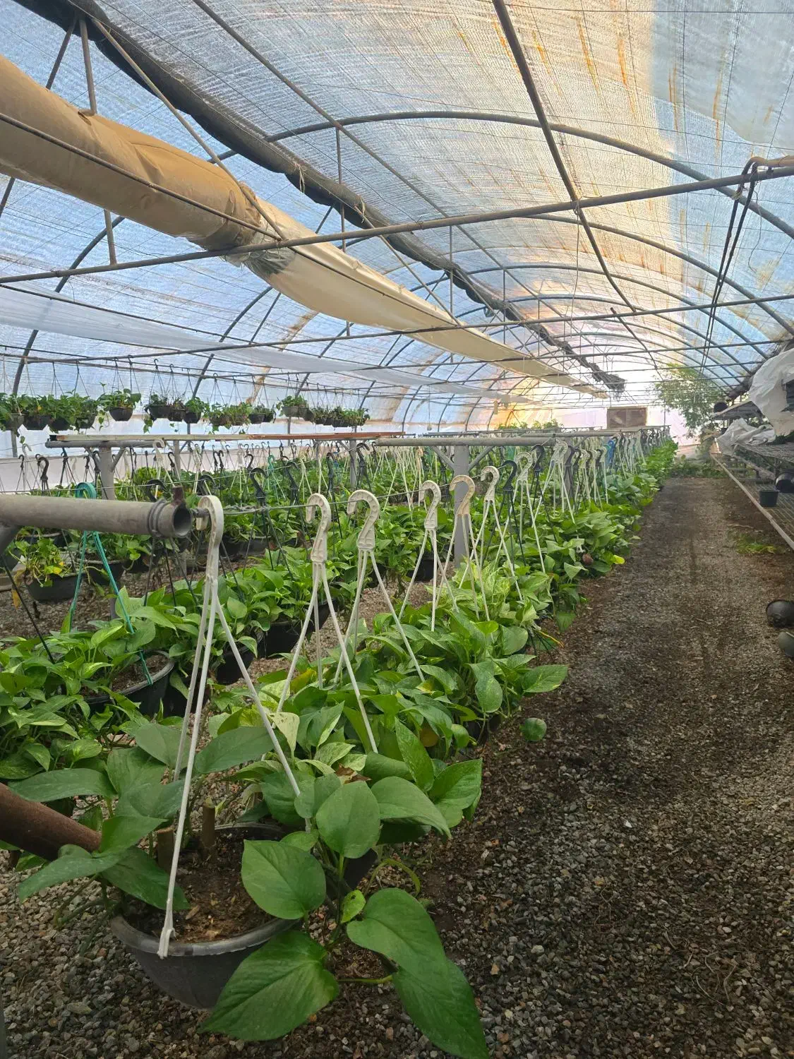 حراج گیاه شروع از ۲۰ تومن|گل و گیاه طبیعی|چهارباغ, |دیوار