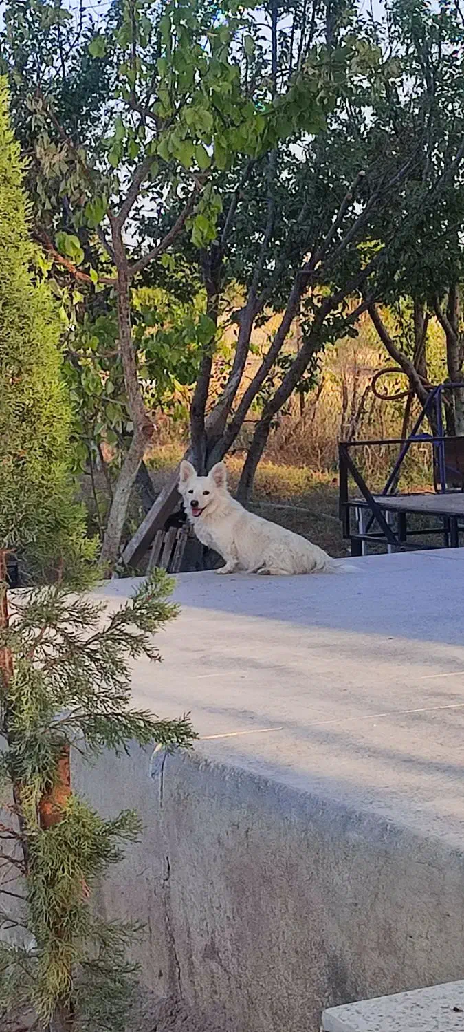 سگ پا کوتاه|سگ|قزوین, |دیوار