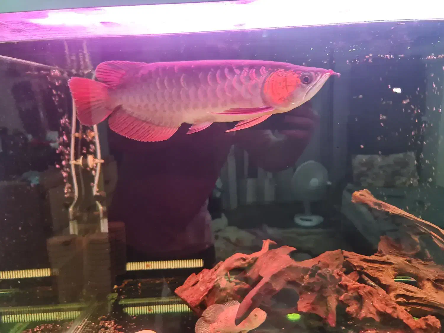 آروانا سوپر رد|ماهی|تهران, توحید|دیوار