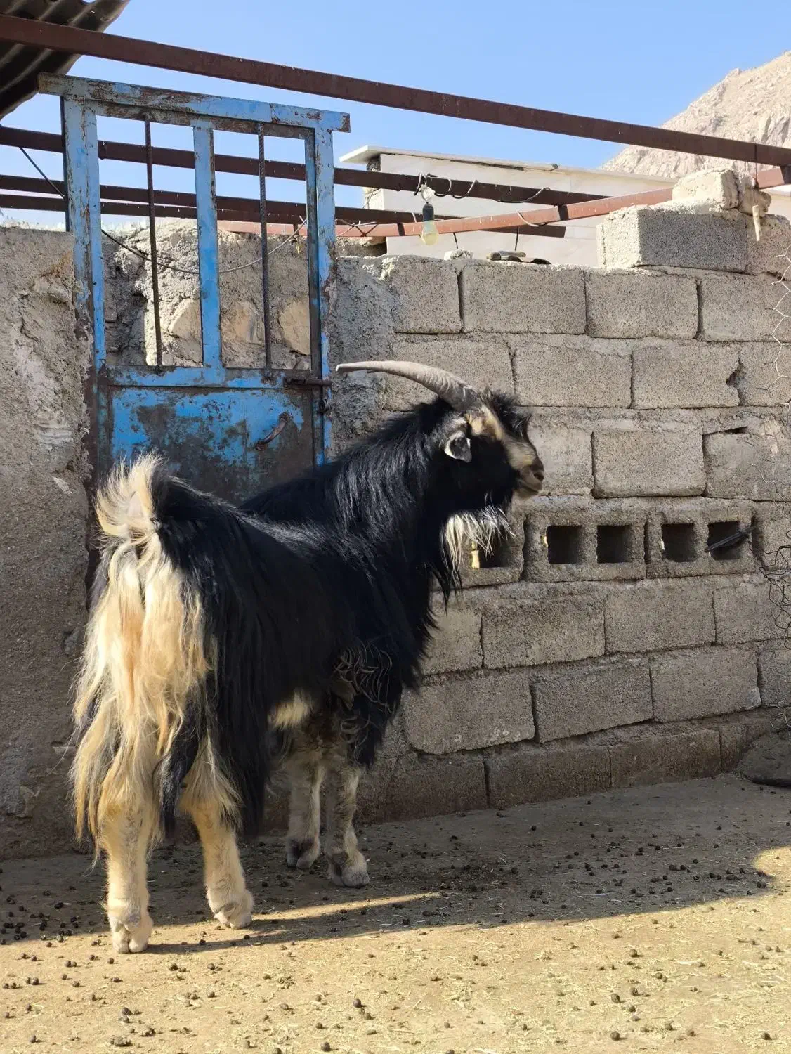 پازن چرمه سفید|حیوانات مزرعه|شیراز, گل سرخ|دیوار