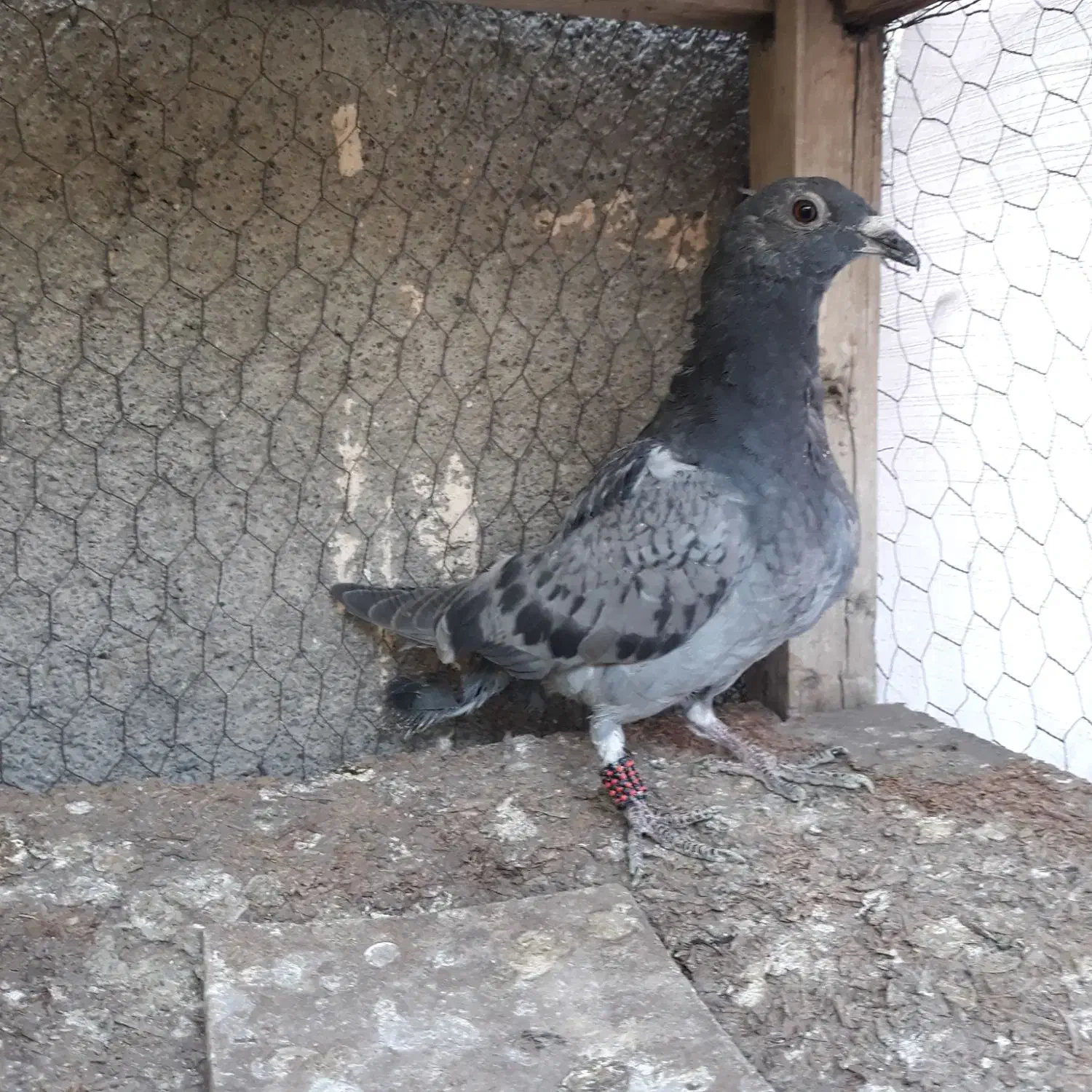 کبوتر جوجه سبز پولکی آلمانی ۲ پره|پرنده|مشهد, موسوی قوچانی|دیوار