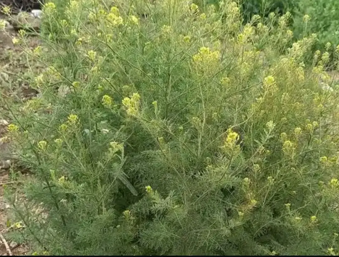 خاک شیر|خوردنی و آشامیدنی|کبودرآهنگ, |دیوار