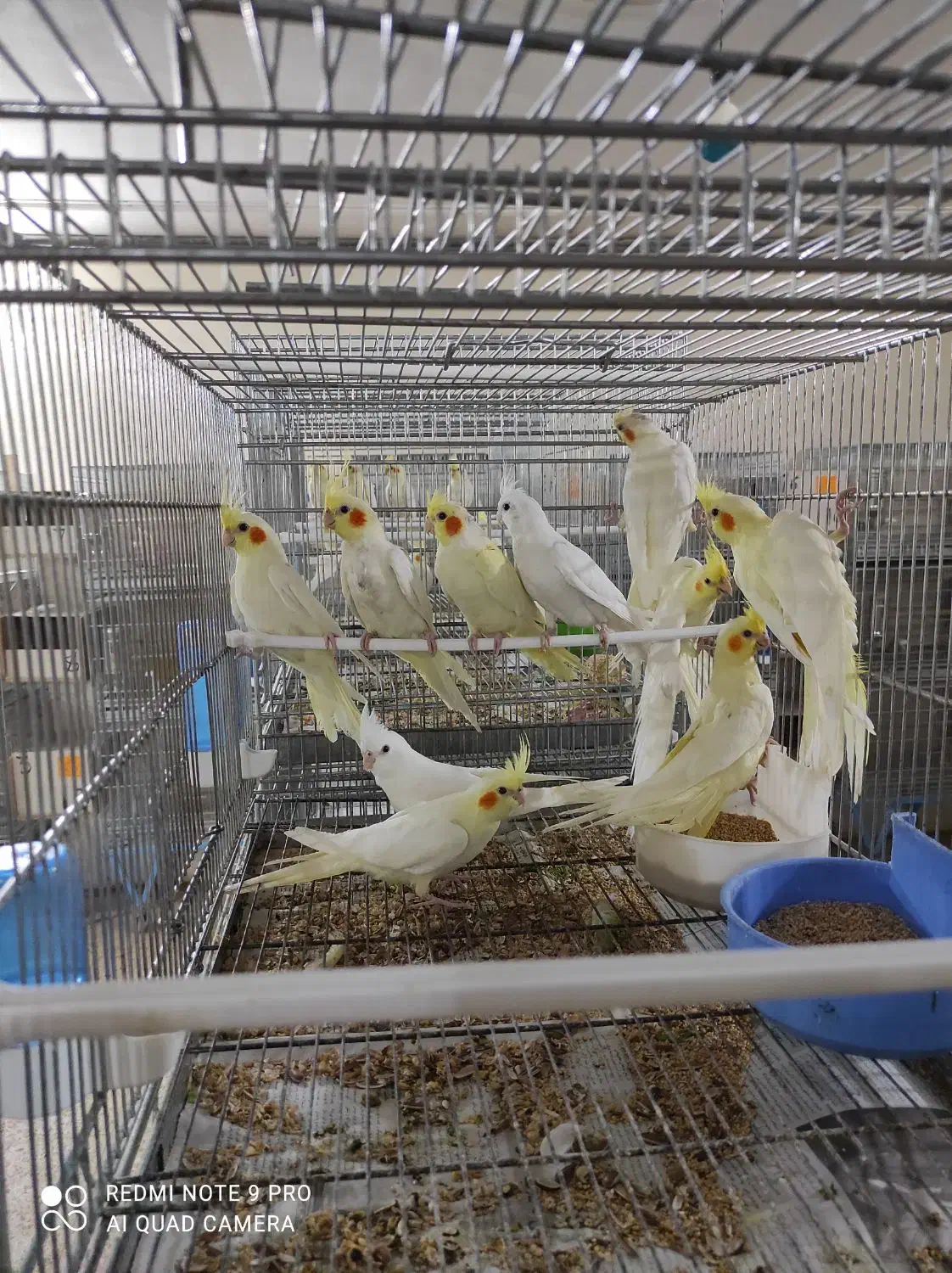 عروس هلندی و گرینچیک|پرنده|خرمآباد, |دیوار