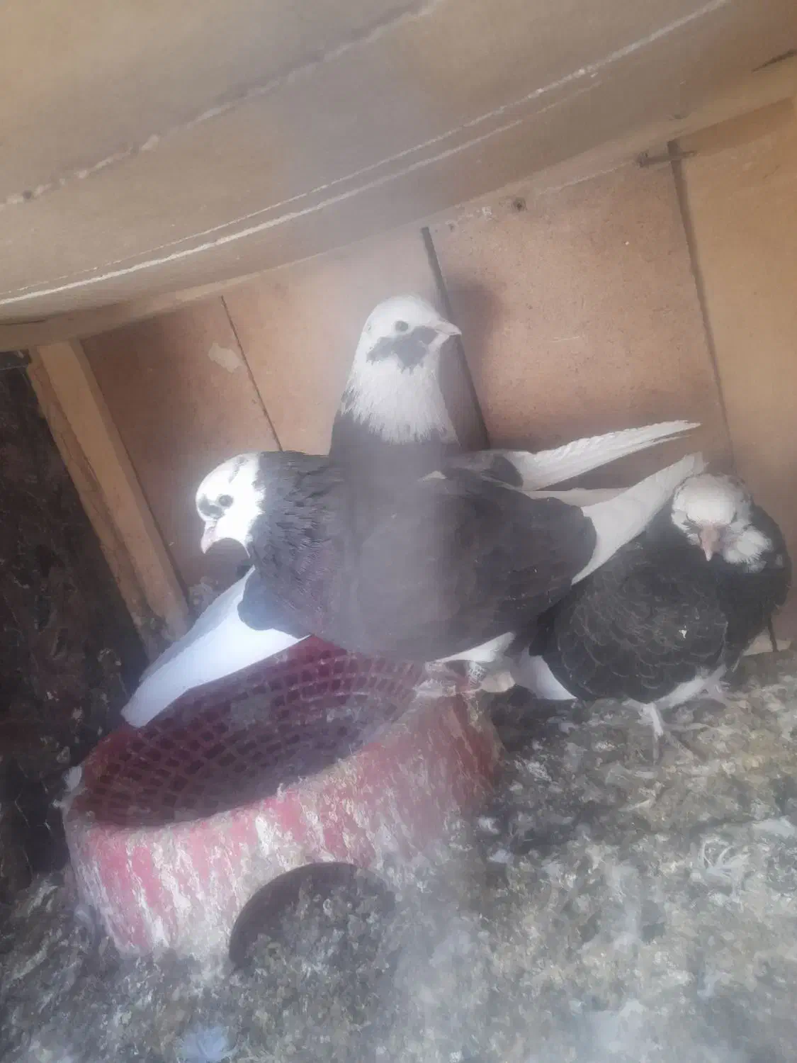 کفتر|پرنده|سیرجان, |دیوار