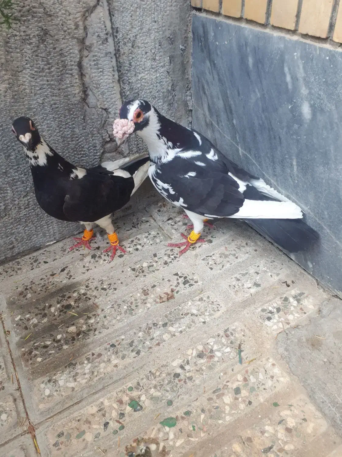 پلنگی|پرنده|گنبد کاووس, |دیوار