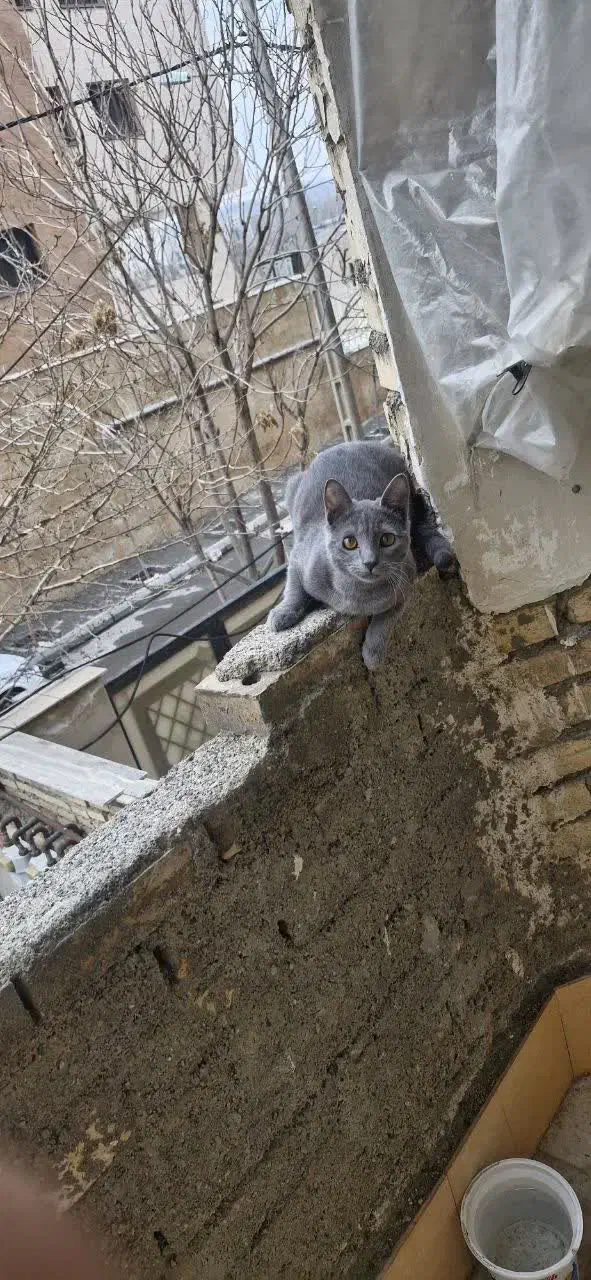 اسکاتیش|گربه|مشهد, تربیت (صدف)|دیوار