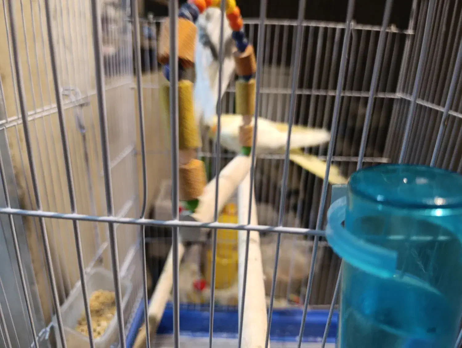 جفت عروس هلندی با قفس و پایه|پرنده|علیآباد کتول, |دیوار