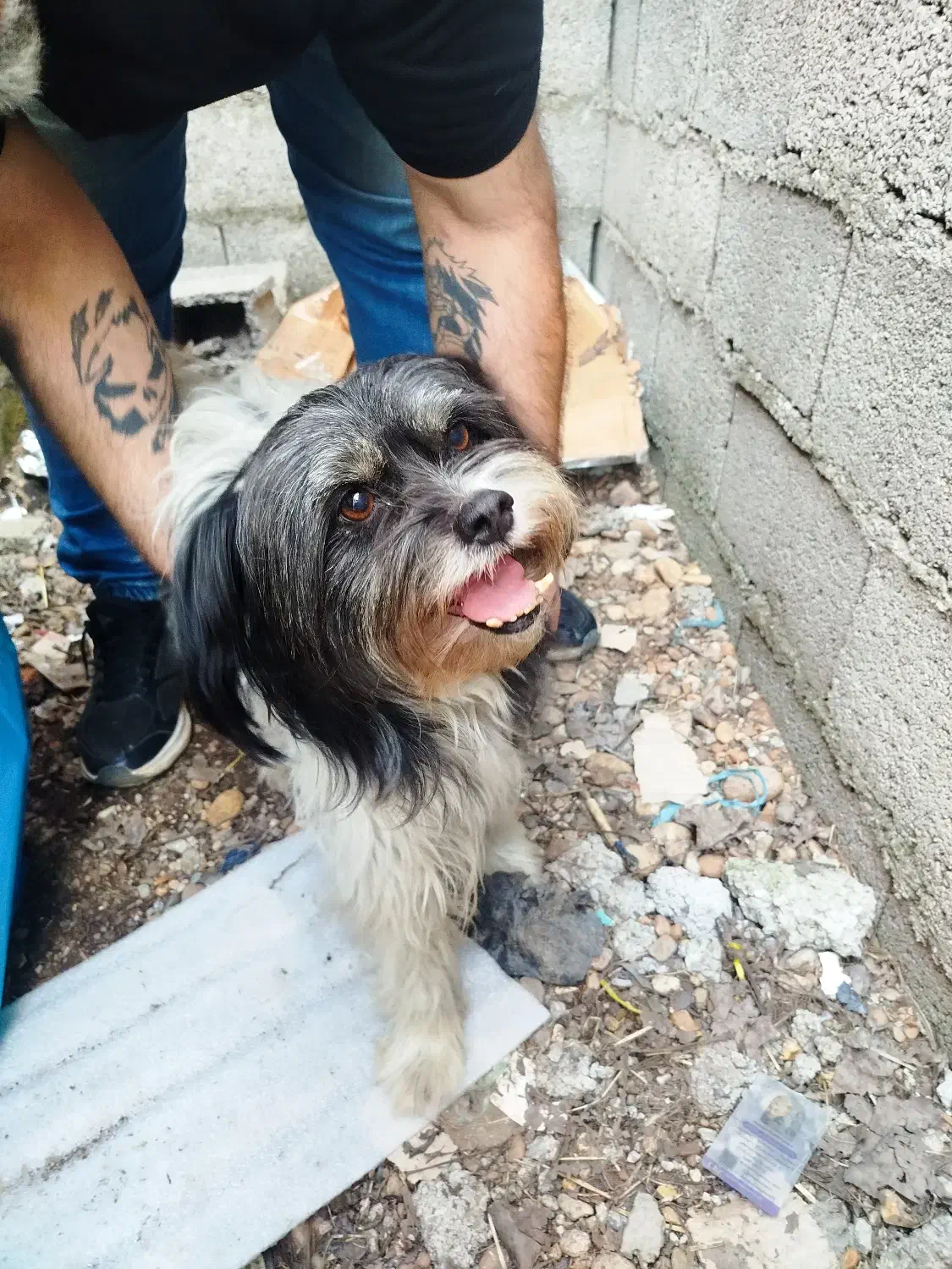 سگ پیدا شده|حیوانات|رشت, کاکتوس|دیوار