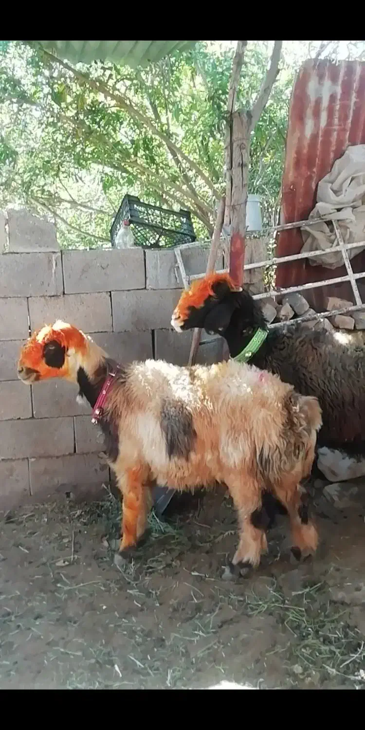 فروش میش بره کهره بز شیشک بختیاری شهر کردی|حیوانات مزرعه|کوار, |دیوار