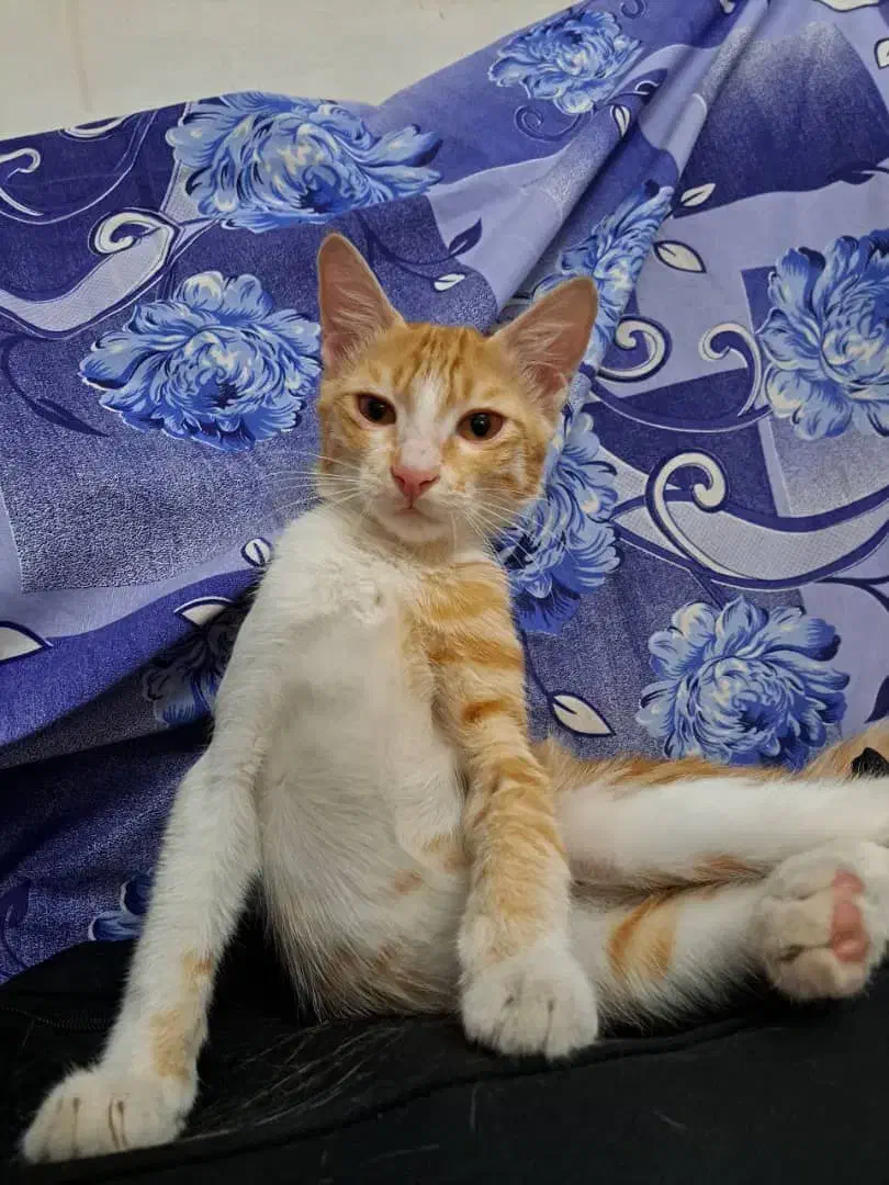 واگذاری رایگان بچه گربه ۴ ماهه|گربه|ری, ظهیرآباد|دیوار