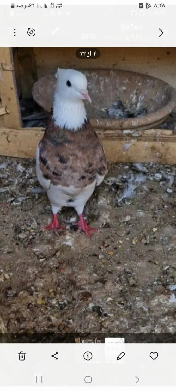 طوقی ماده|پرنده|مسجد سلیمان, |دیوار