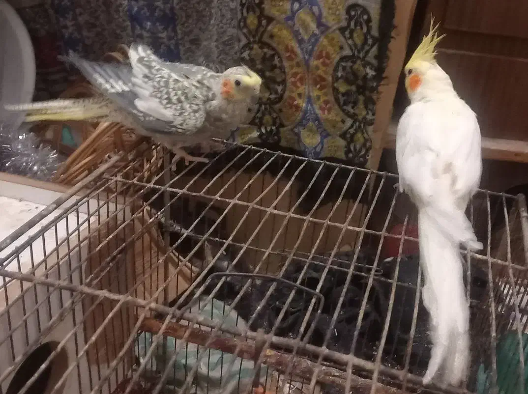 جفت طوطی مرواریدی و لوتینو دستی با قفس و وسایل|پرنده|بهبهان, |دیوار