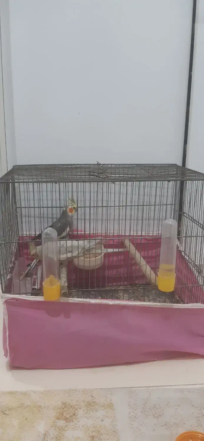 عروس هلندی|پرنده|رشت, شهرک شهید مفتح|دیوار