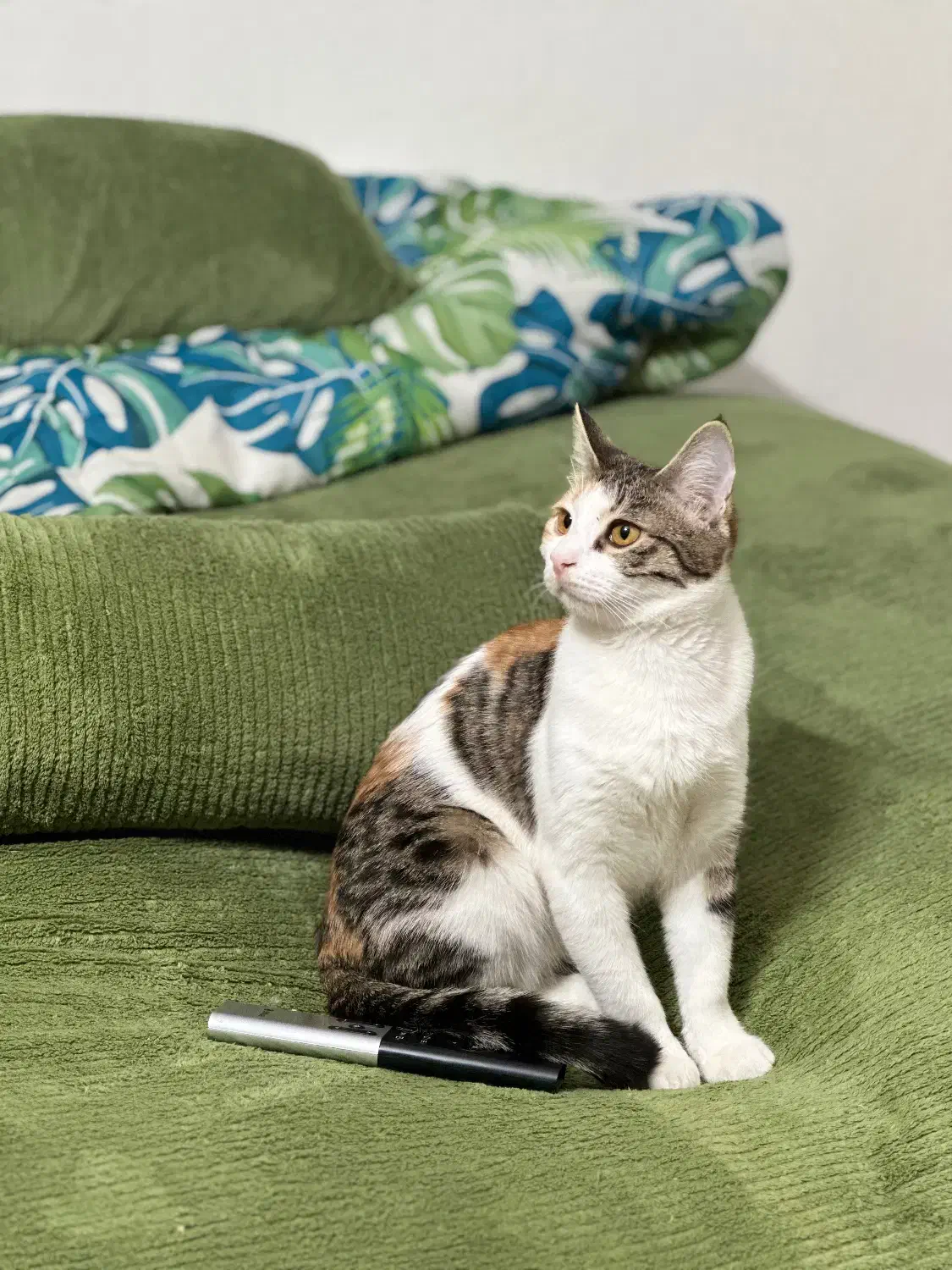 گربه چهار ماهه واکسن خورده|گربه|شاهرود, |دیوار