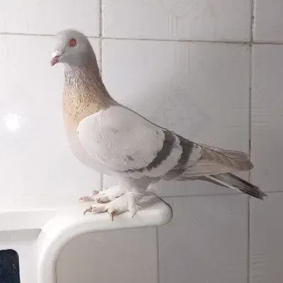 فروش کفتر سوسنی بی عیب|پرنده|شیراز, شهرک گلستان|دیوار