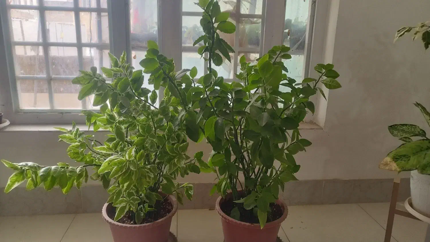 گل طبیعی|گل و گیاه طبیعی|شیراز, گویم|دیوار