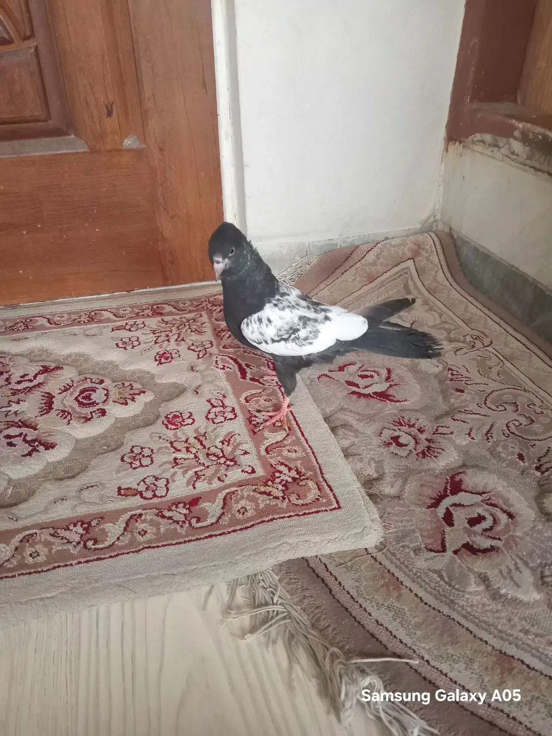 جوجه سینه سیاه به درد خور|پرنده|ساوه, |دیوار