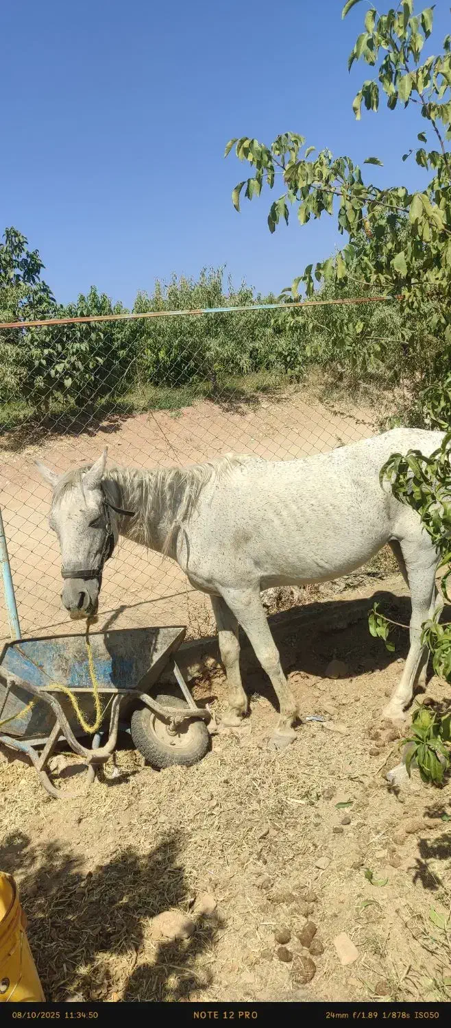 فروش مادیان وکره|اسب و تجهیزات اسبسواری|سامان, |دیوار