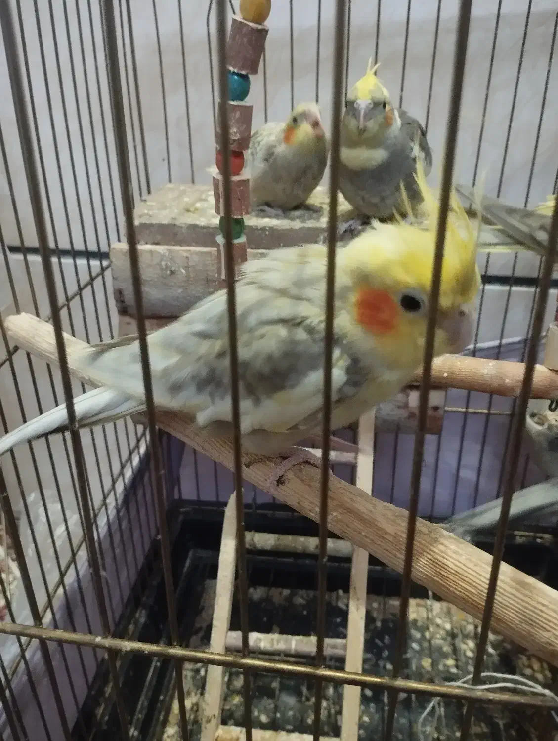 عروس هلندی یک نر دو ماده|پرنده|کرج, شهرک سهرابیه|دیوار