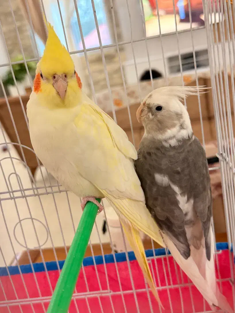 عروس هلندی لوتینو جفت|پرنده|بندر انزلی, پاسداران|دیوار