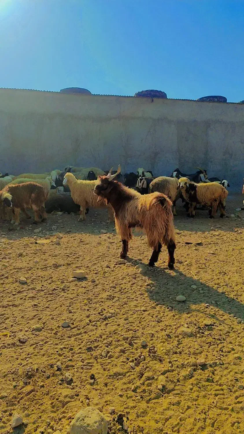 فروش کهره نر|حیوانات مزرعه|شیراز, شهرک ایثار|دیوار