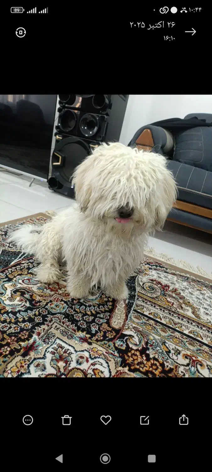 سگ مالتیز|سگ|رباط‌کریم, نصیرشهر|دیوار