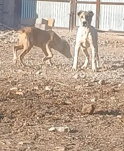 توله سگ|سگ|قائن, |دیوار