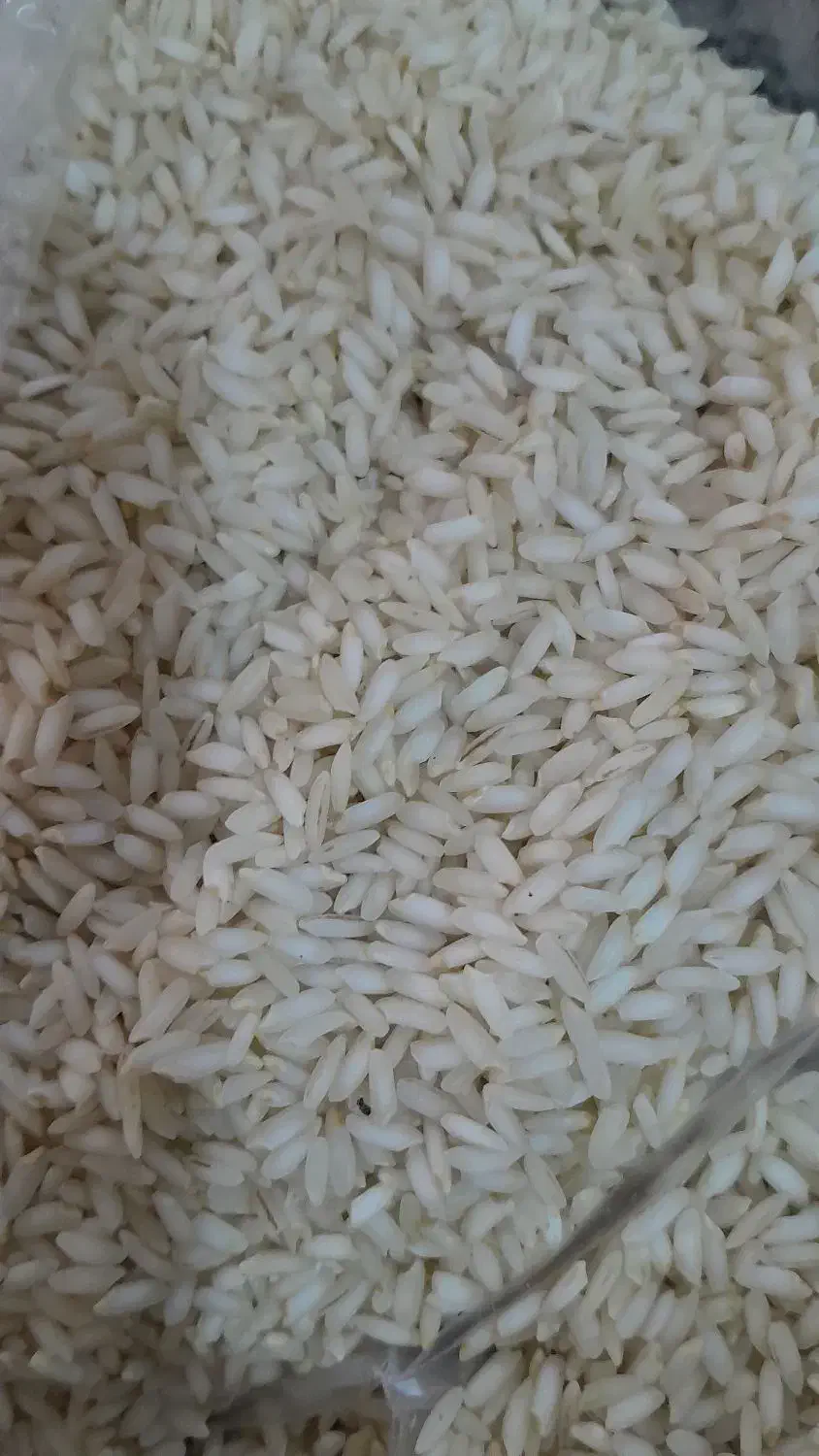 برنج عنبربو،شوشتر،شرط پخت|خوردنی و آشامیدنی|رامهرمز, |دیوار