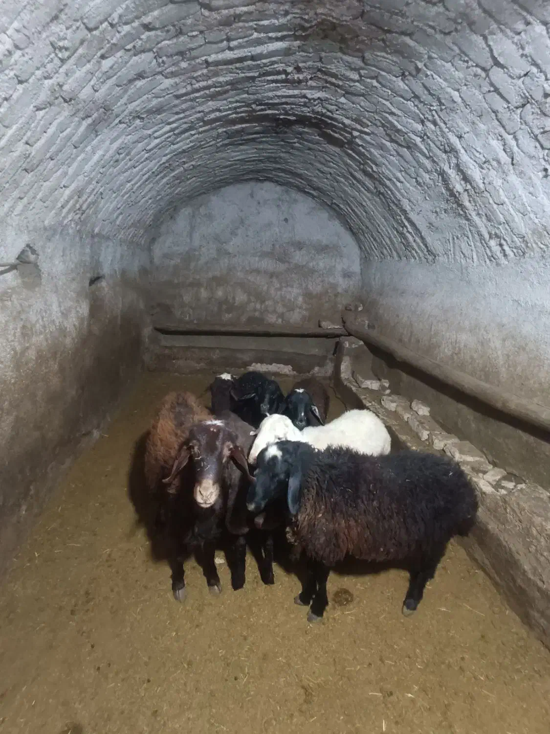 گوسفند نر قربانی و کشتاری|حیوانات مزرعه|شراء, |دیوار