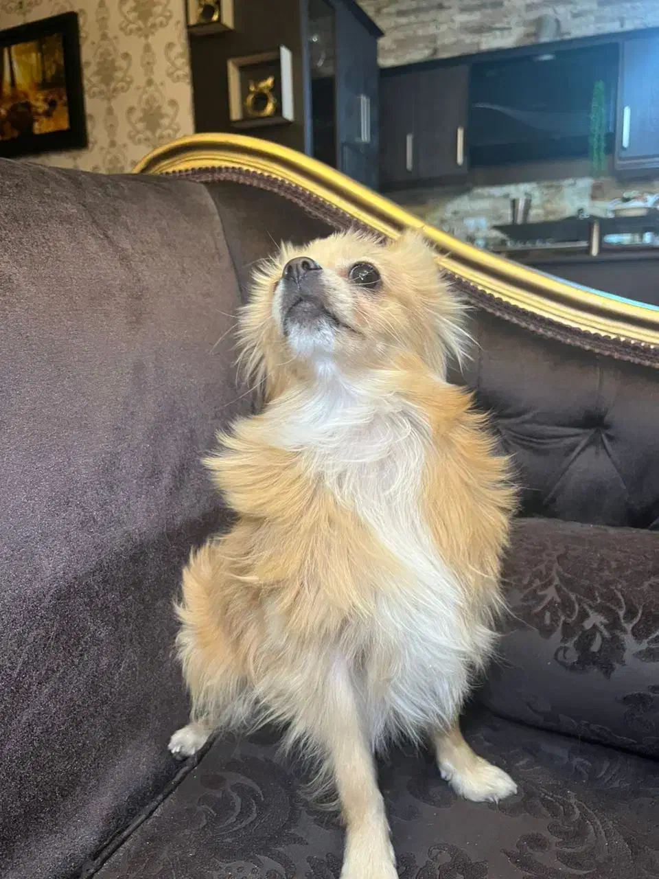 فروش سگ پامر|سگ|دوگنبدان, |دیوار