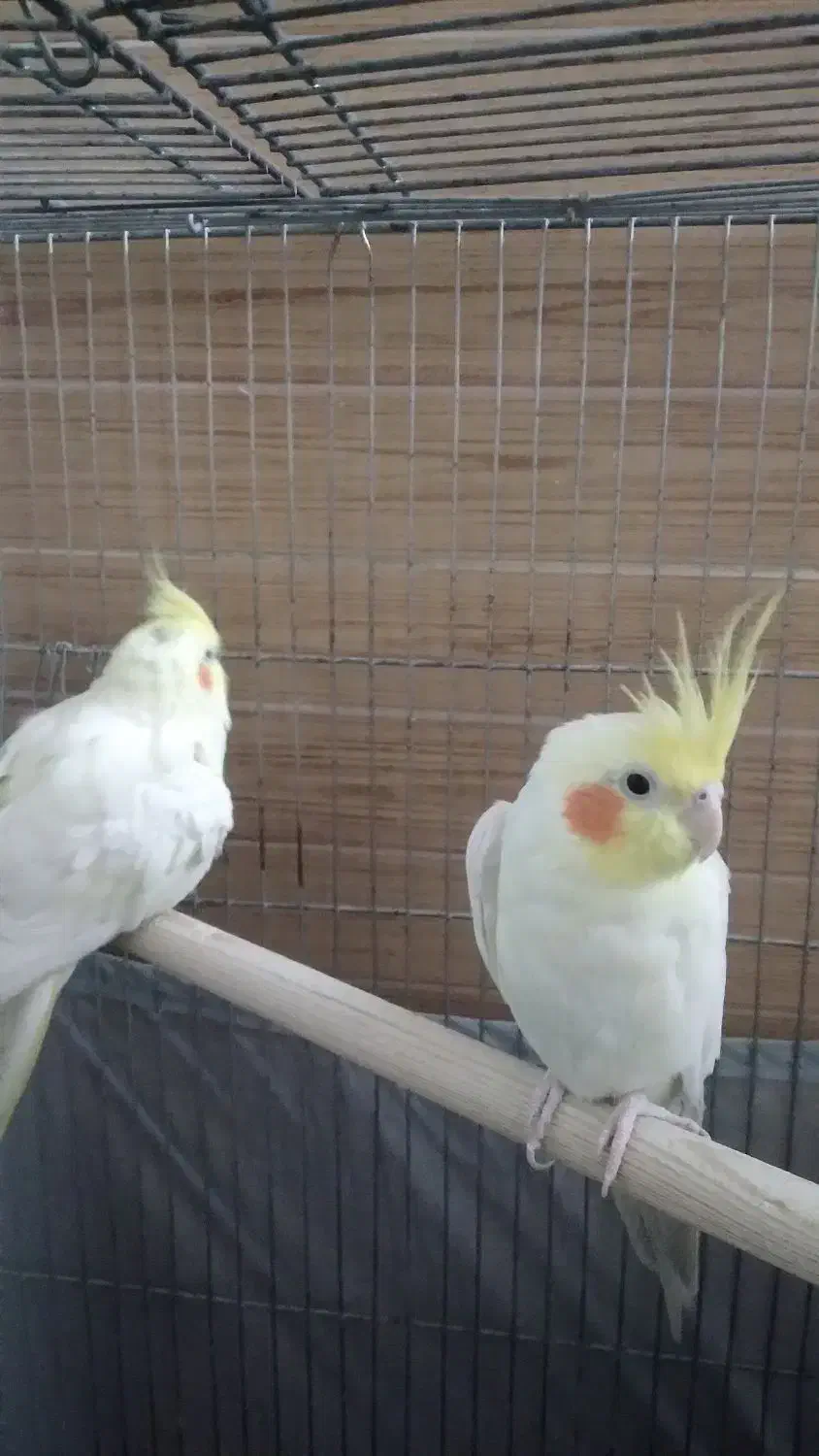 یه جفت عروس|پرنده|پاکدشت, پاکدشت (مامازند)|دیوار