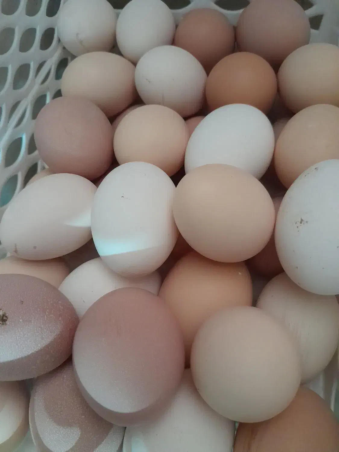 تخم مرغ نطفه دار|خوردنی و آشامیدنی|قم, فرهنگیان و شهربانی|دیوار