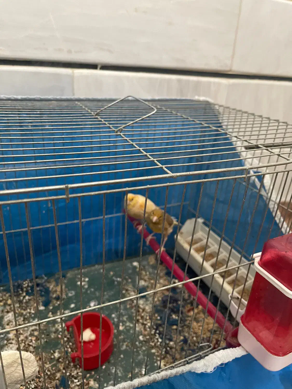 قناری ماده|پرنده|برخوار, |دیوار