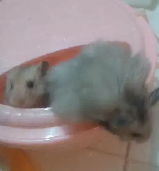 همسترهای بانمک و فشن|موش و خرگوش|شیراز, فرگاز|دیوار