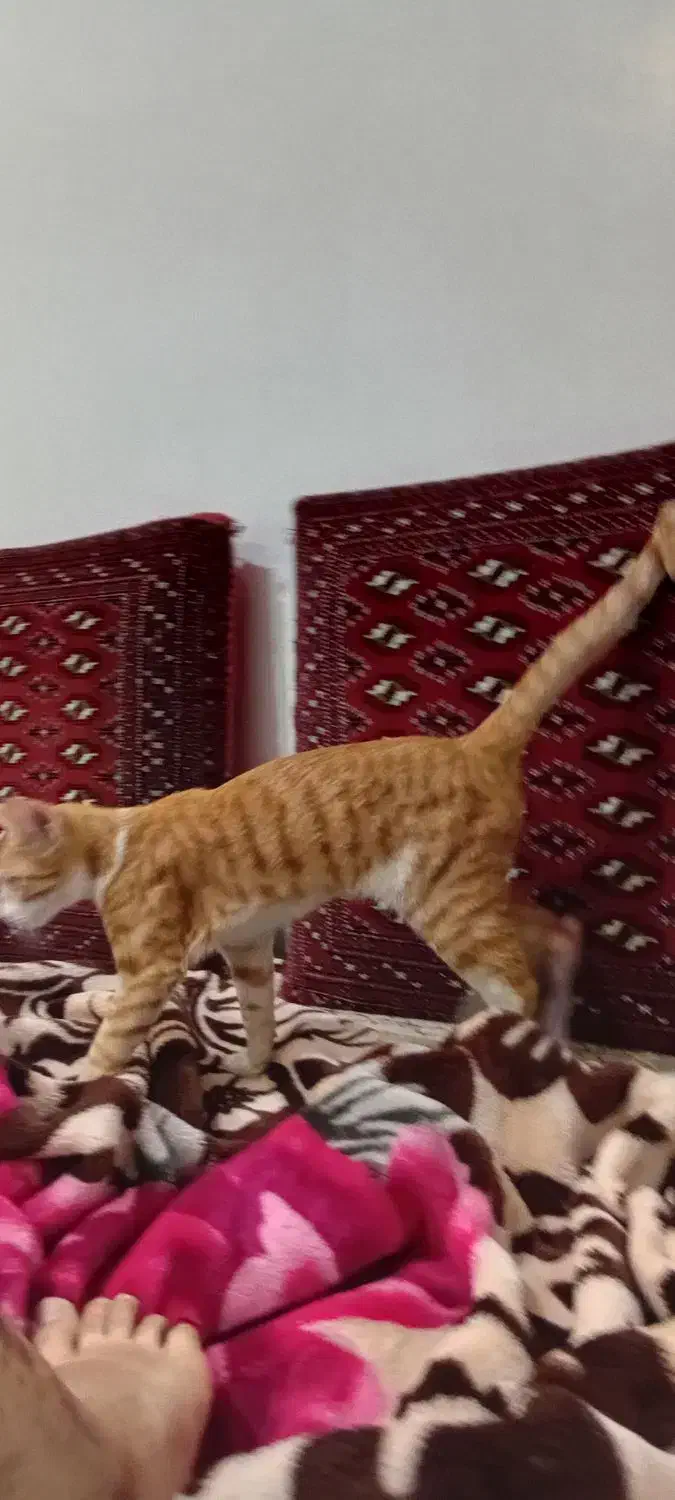 گربه نر۶ماهه زردخونگی|گربه|گالیکش, |دیوار