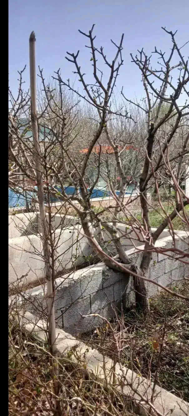 هرس کاری|خدمات باغبانی و درختکاری|ارومیه, |دیوار