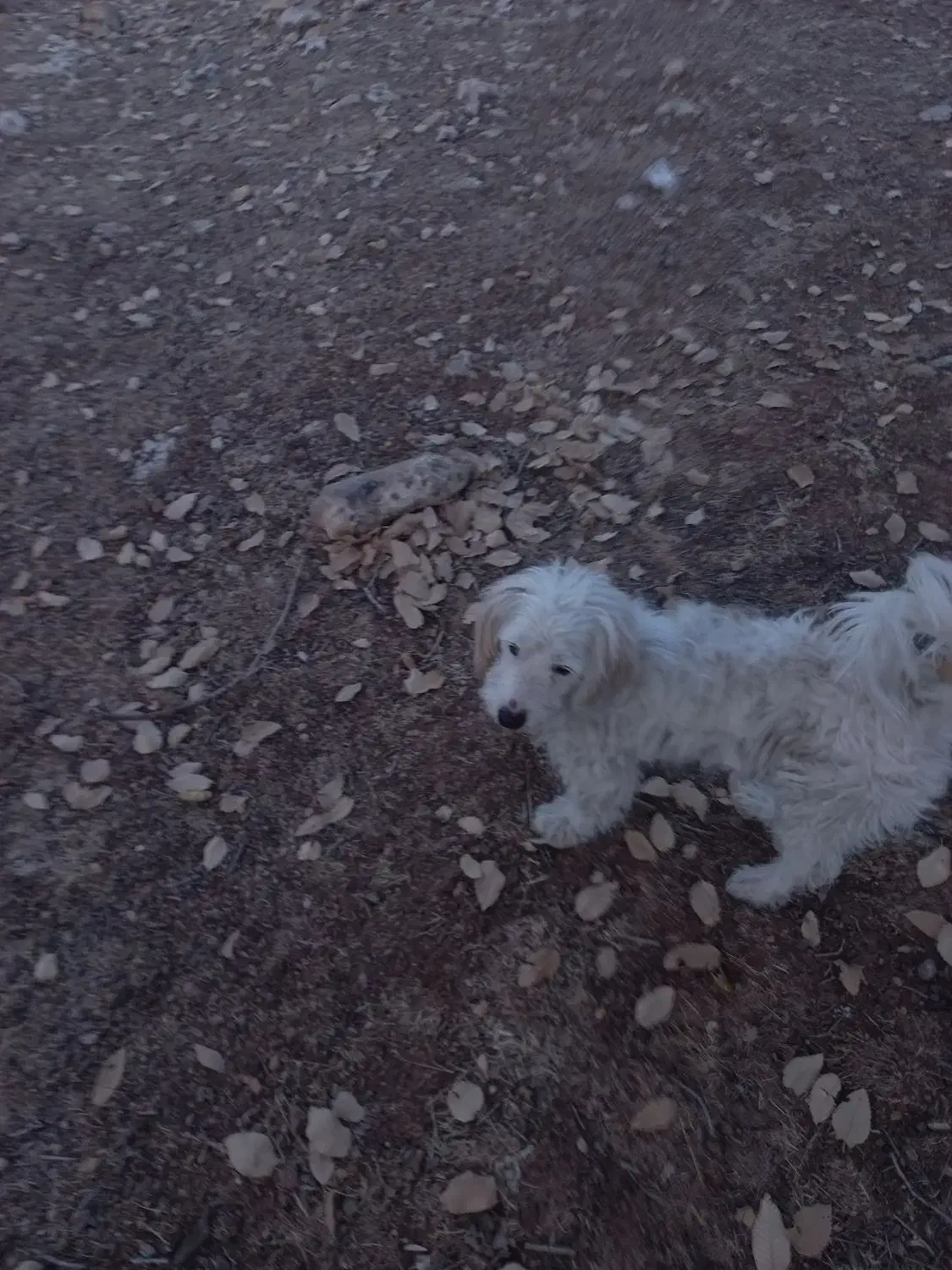 سگ.|سگ|اسلام‌‌آباد غرب, |دیوار