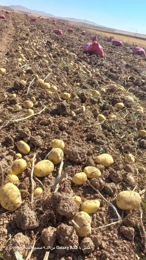 فروش بذر جیلی واگریا..همدان کبودر اهنگ ..|عمدهفروشی|ثمرین, |دیوار