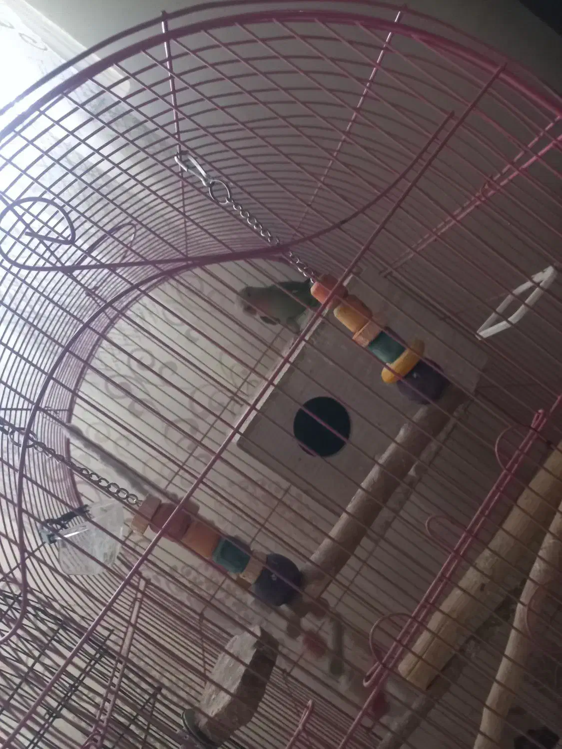 طوطی برزیلی|پرنده|پردیس, فاز ۳|دیوار