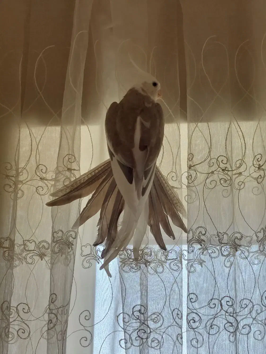 عروس هلندی مولد|پرنده|گیلان غرب, |دیوار