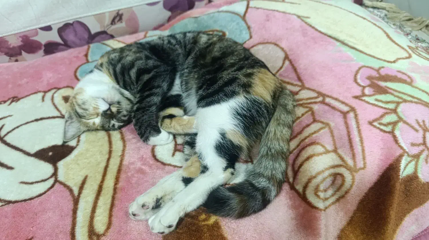 گربه ماده ۸ماهه .اسم میشا|گربه|چناران, |دیوار