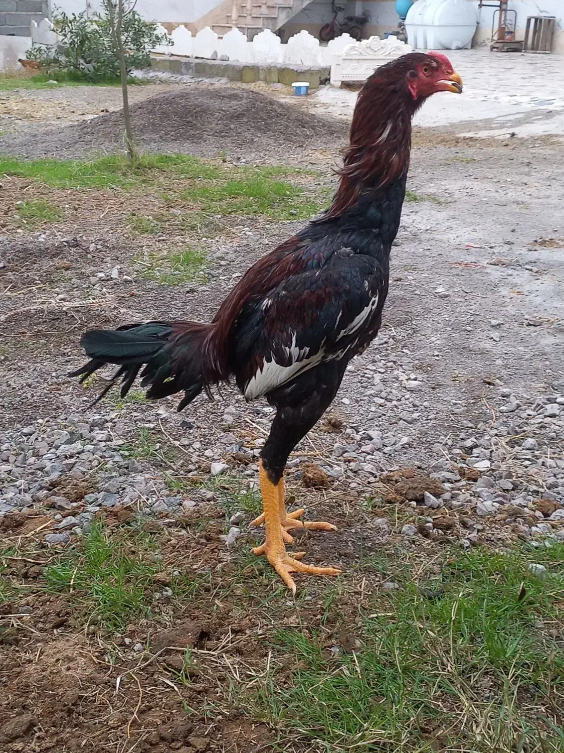 لارری|حیوانات مزرعه|رشت, بیجارپس|دیوار