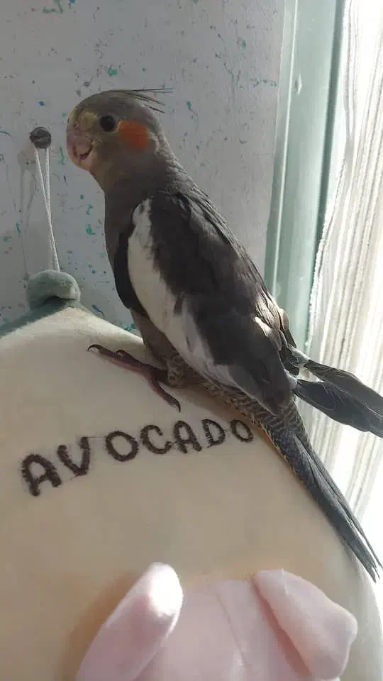 چهارعددعروس هلندی|پرنده|تهران, تهرانسر شمالی|دیوار