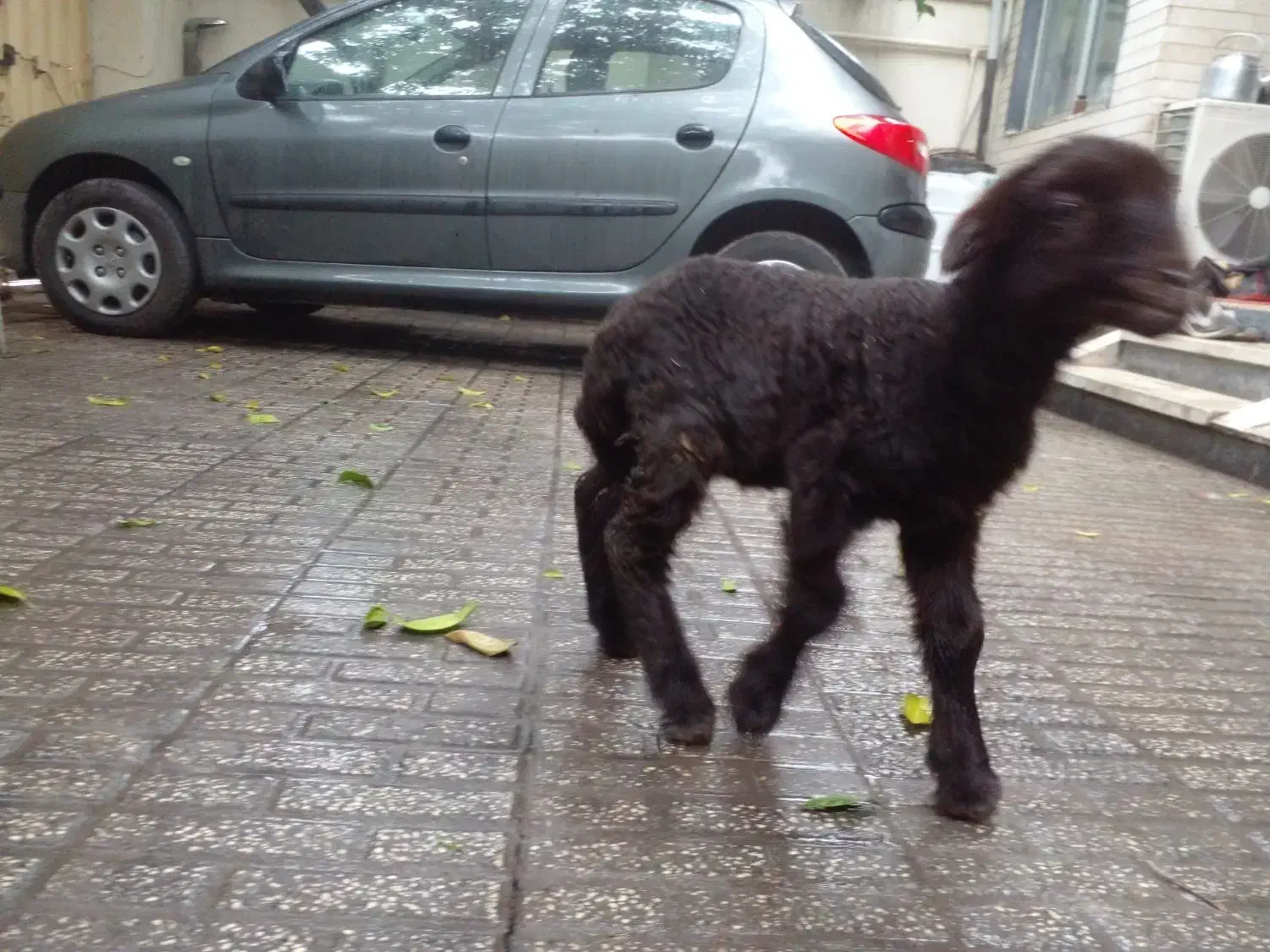 بره نر و ماده قزل افشار ( گوسفند)|حیوانات مزرعه|گرگان, |دیوار