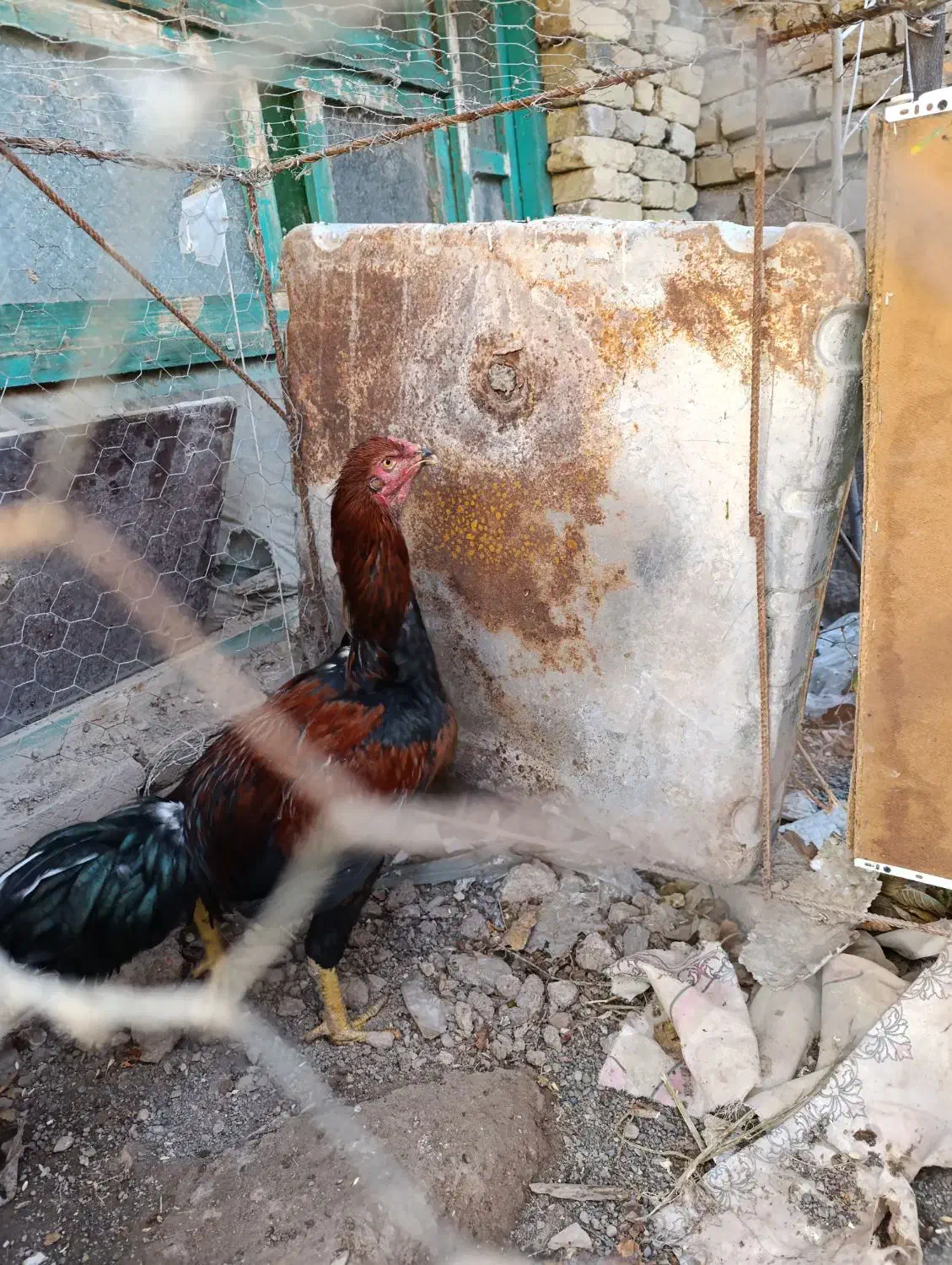 خورس لاری 5دانگ|حیوانات مزرعه|خوی, |دیوار