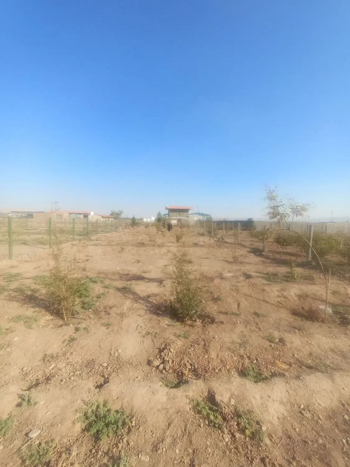 زمین باغ پسته به مساحت 500متر|فروش زمین و ملک کلنگی|شریف‌آباد, |دیوار