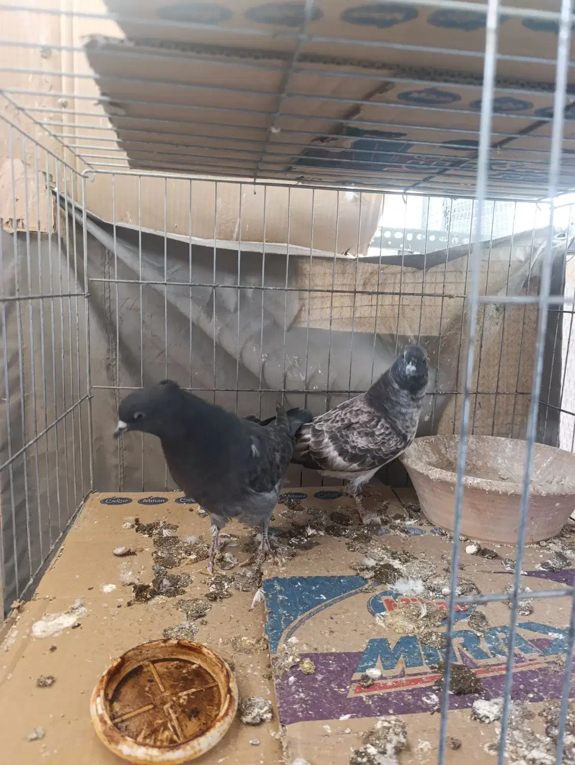 کبوتر|پرنده|قم, انصار‌الحسین|دیوار