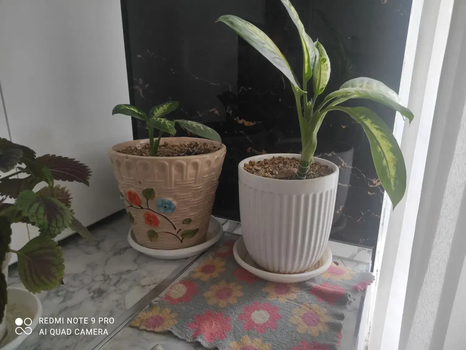 گل وگلدان|گل و گیاه طبیعی|اردکان, |دیوار